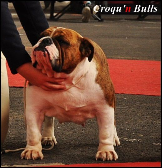 Les Bulldog Anglais de l'affixe des Croqu'n Bulls