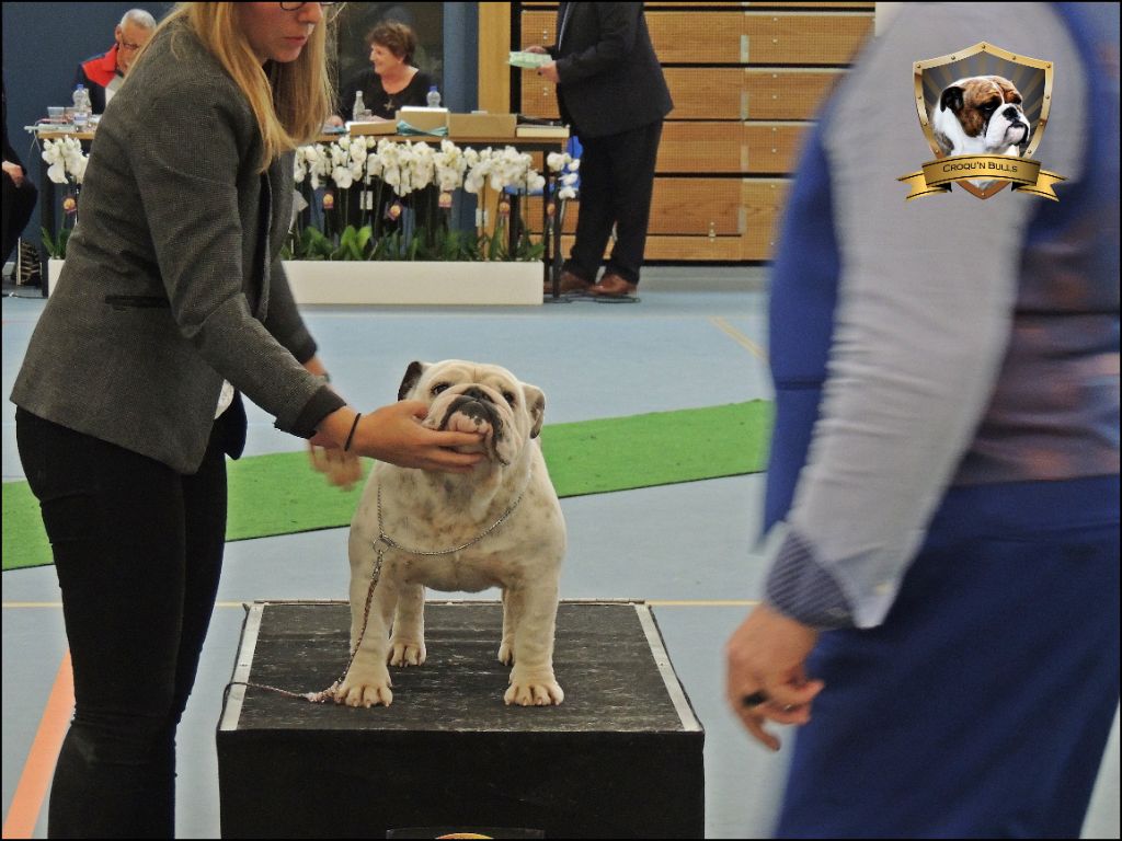 des Croqu'n Bulls - Dipper VICE CHAMPION DU MONDE !!!